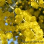 France / sud / mimosas