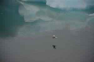 Sternes Islande 2014