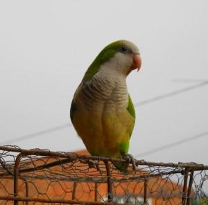 Coco le perroquet qui parle !