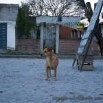 Clébarosaure des rues