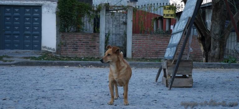 L&rsquo;Argentine, une petite claque dans nos museaux d&rsquo;européens ?