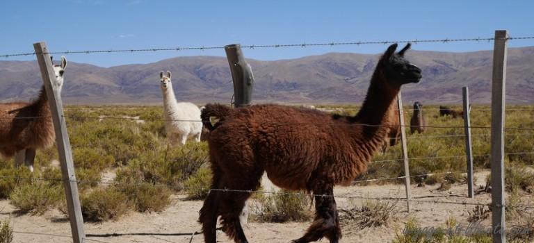 De la Quebrada Argentine à la Bolivie : comme une envie de pulco citron …