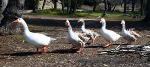 Touristes à plumer miam ! miam !