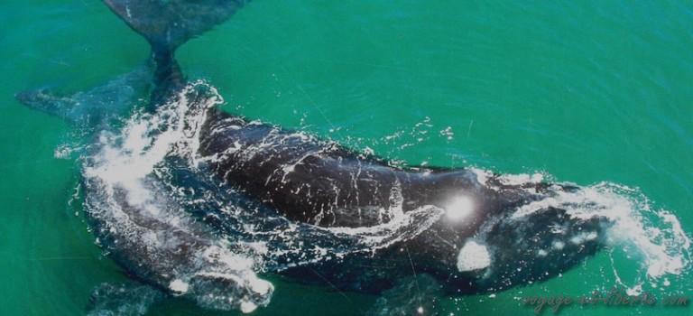 Des baleines et des hommes Des baleines et des hommes