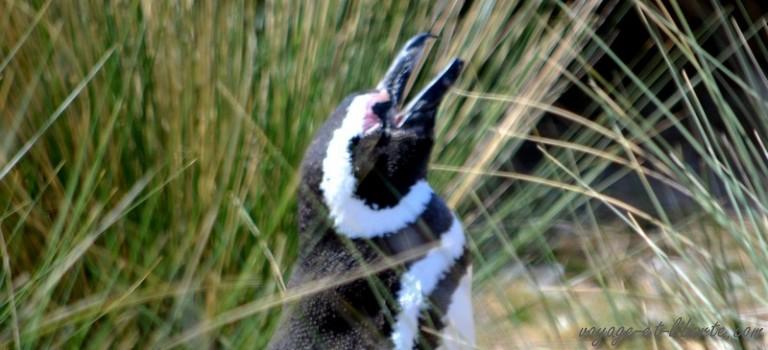 A midi, c’est oeufs de pingouins pour tout le monde ? A midi, c’est oeufs de pingouins pour tout le monde ?