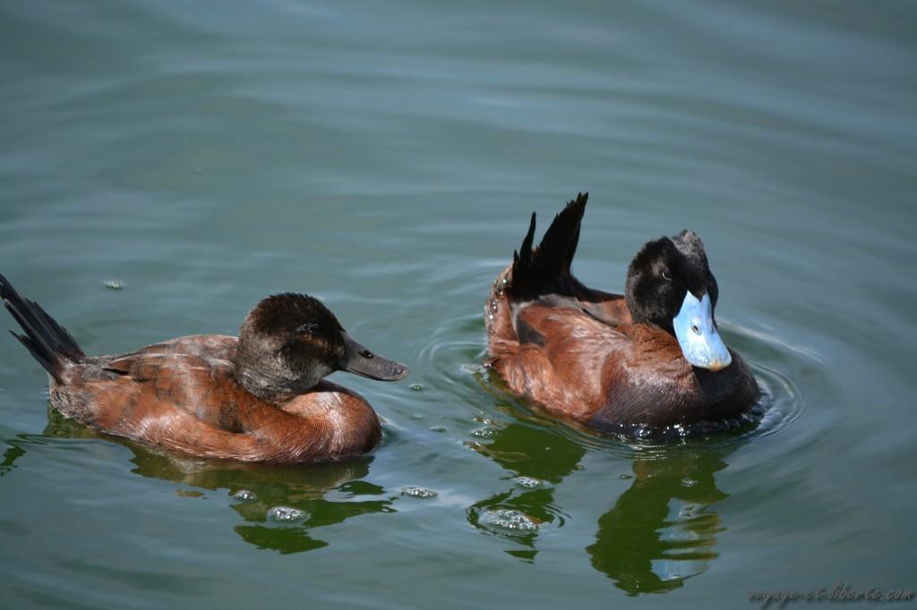 Le canard à bec noir et le canard à bec bleu