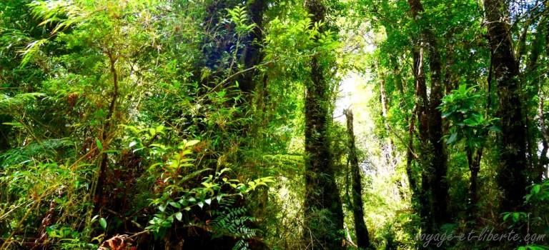 La carretera into the wild