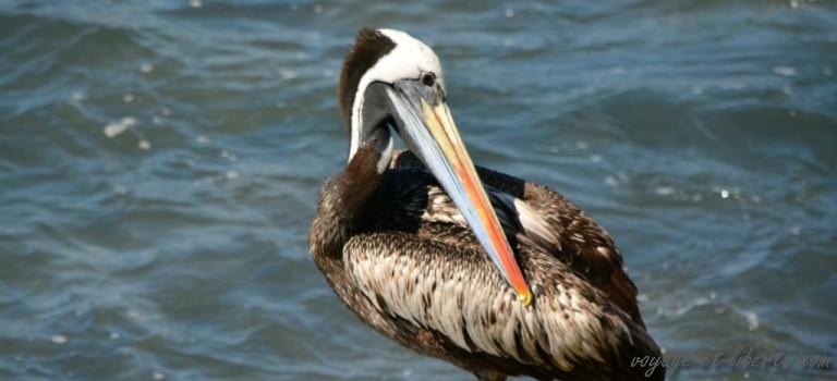 Qui a dit qu&rsquo;il n&rsquo;y avait rien à voir dans le Norte Chico ?