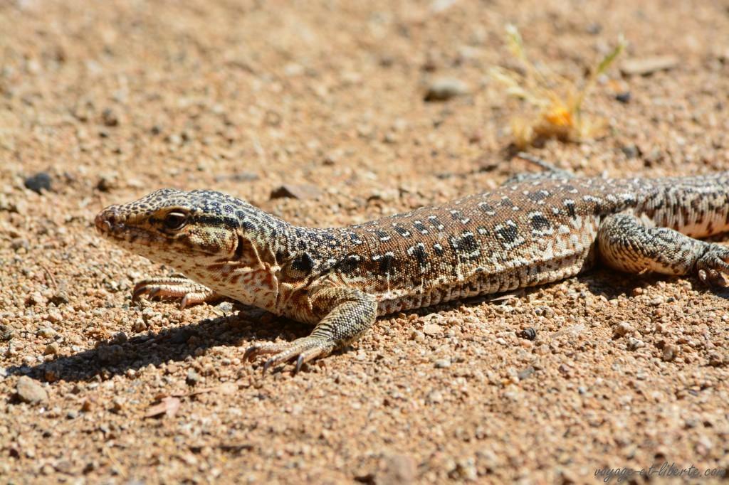 Petite iguane chilienne !
