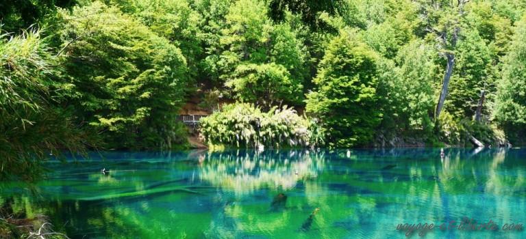 Magnifiques Araucanias (1)