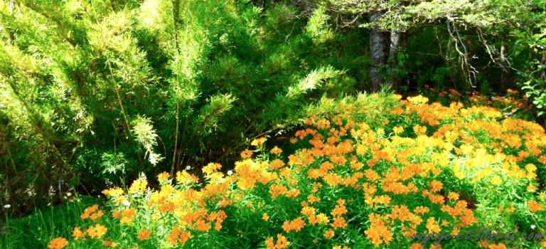 Splendides Araucanias (2)