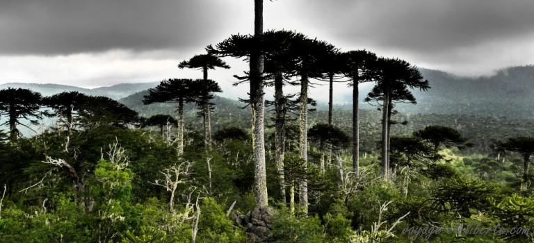 Les Araucanias, les extraterrestres et nous …