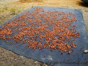 Fève séchant avant d'être pelées et broyées