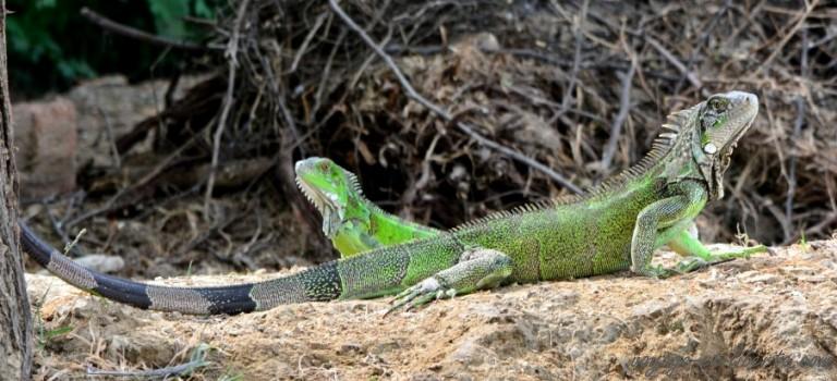 La si belle province des Moches
