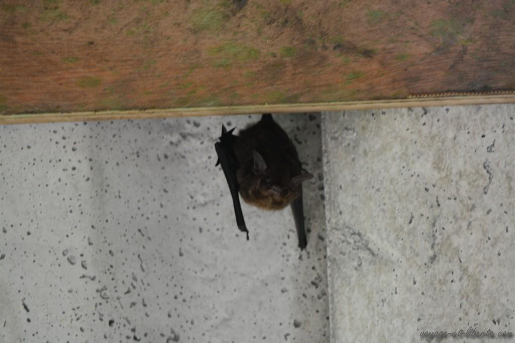 petite chauve souris