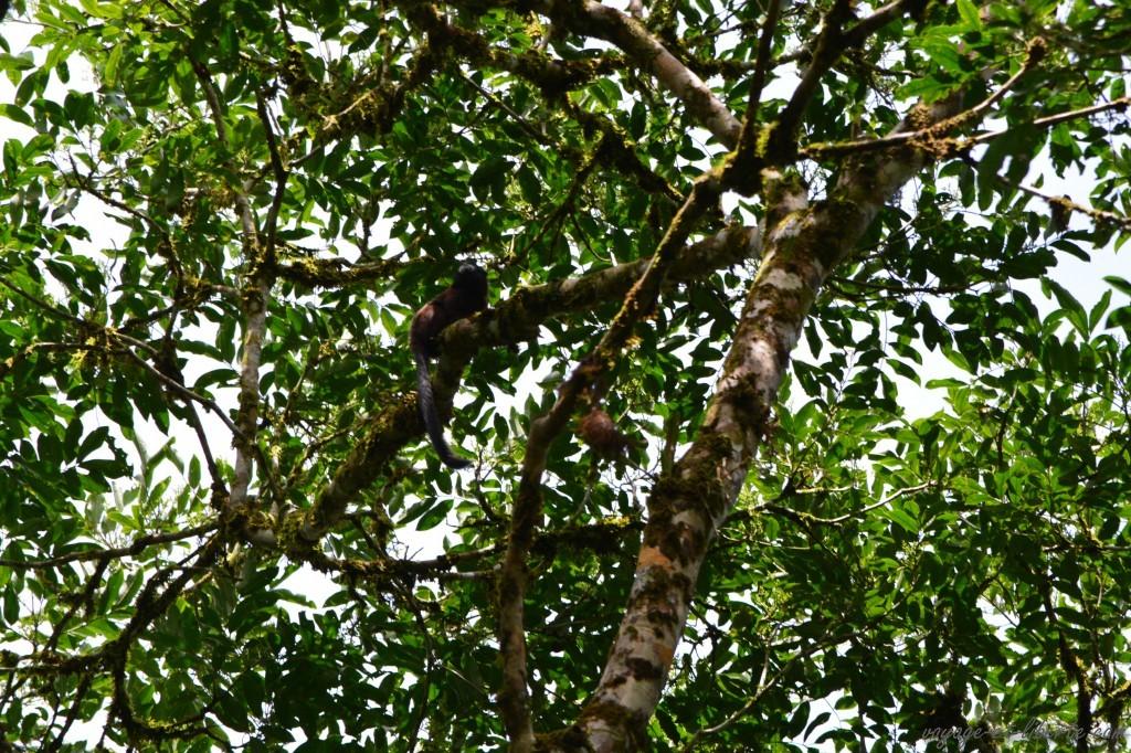 petits singes en vue !