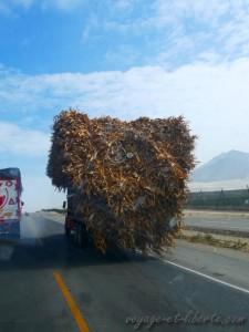 On croise de tout sur la panaméricaine ! Cherchez le vélo !