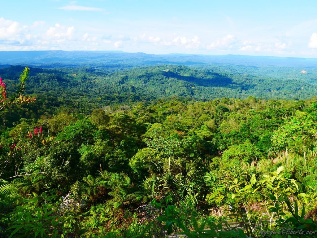 la foret amazonienne