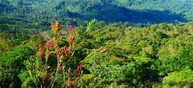 Aux portes de l’ Amazonie ! Aux portes de l’ Amazonie !