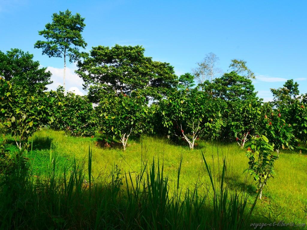 Champs de cacao