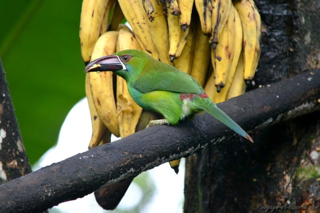 Un autre toucan