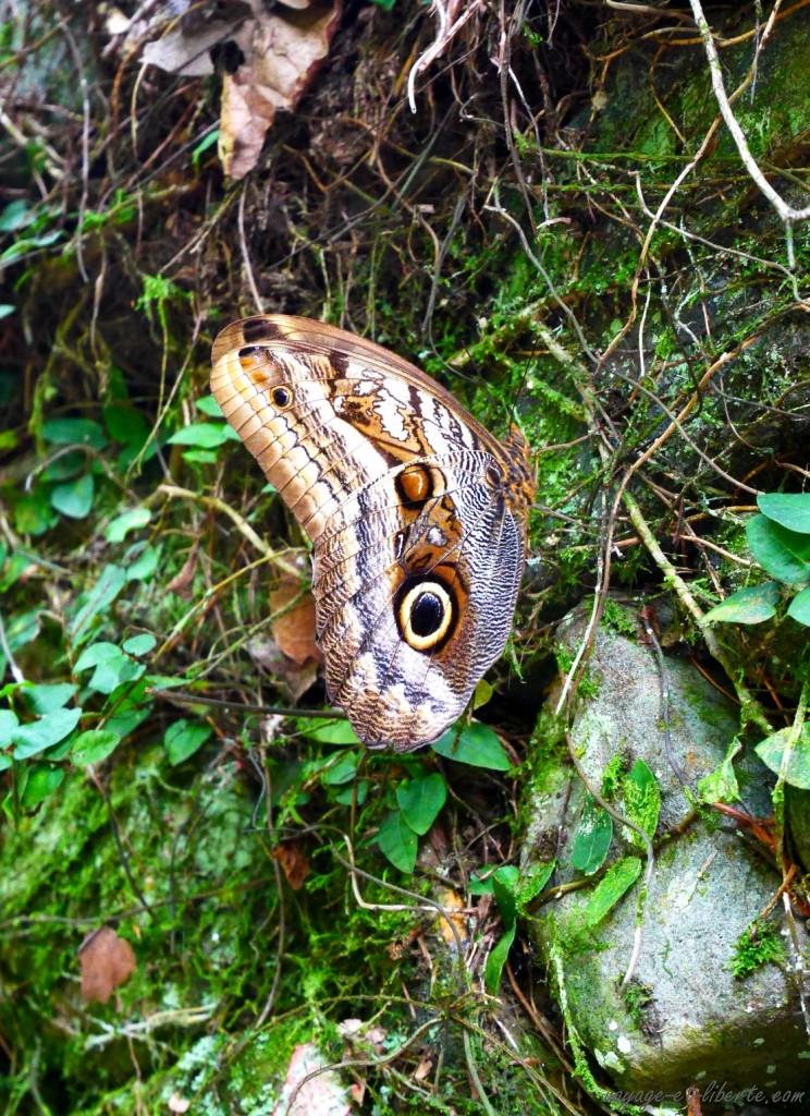 Un papillon chouette et bleu (à l'intérieur) !