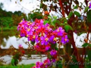 Voici les buissons qui poussent partout. De près on les voit mieux !