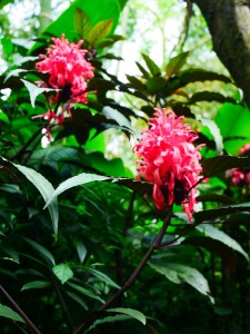 Parc national Farallones