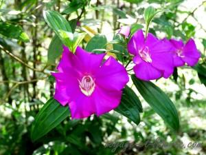 popayan rayos del sol