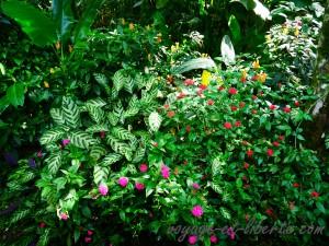 Parc national Farallones