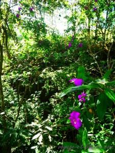 popayan rayos del sol