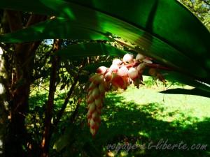 popayan rayos del sol