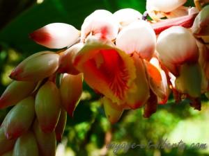 popayan rayos del sol