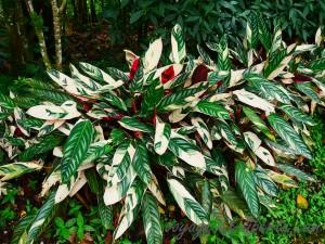 Parc national Farallones