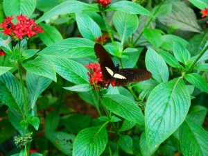 Parc national Farallones