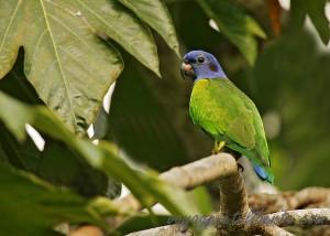 Cotorra Cheja (Pionus menstruus)_Francesco Veronesi
