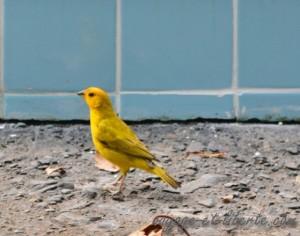 Parc national Farallones