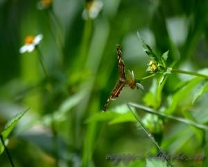 Parc national Farallones