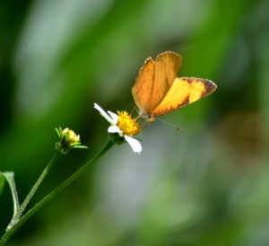 Parc national Farallones