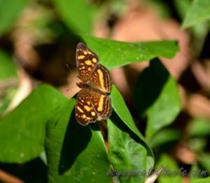 Parc national Farallones