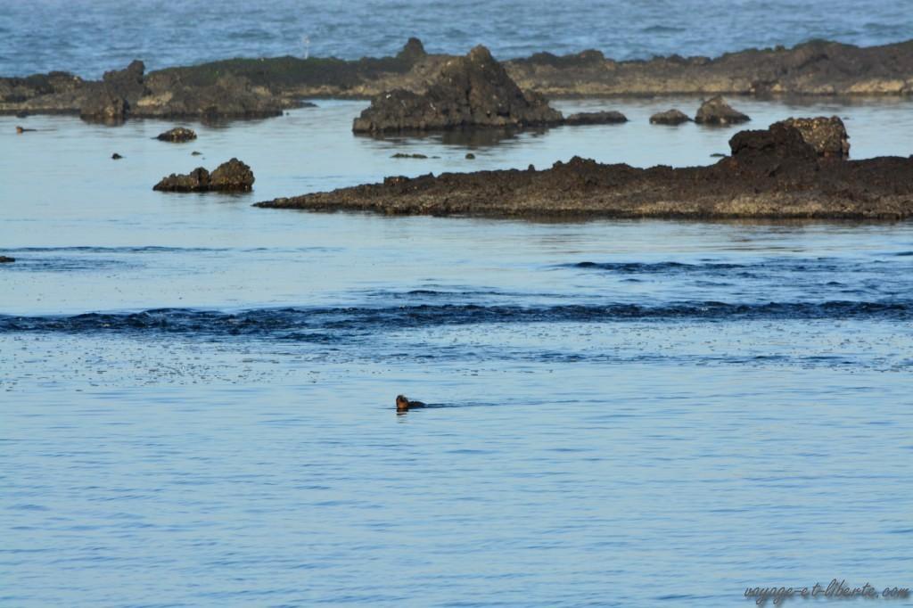 Un iguane nage à la surface de l'eau