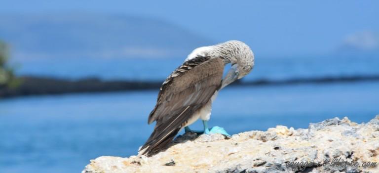 Voyage dans les îles enchantées (2) Voyage dans les îles enchantées (2)