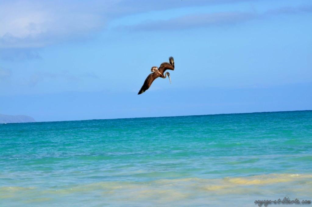 Plongée de pélican 