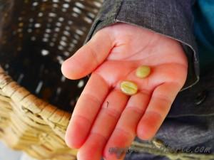 colombie salento finca de café