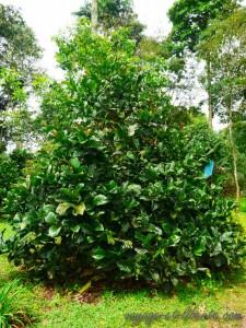 colombie salento finca de café