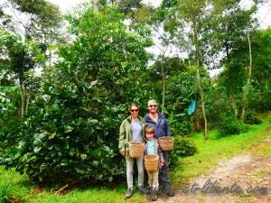 colombie salento finca de café