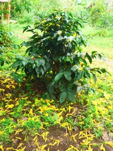 colombie salento finca de café