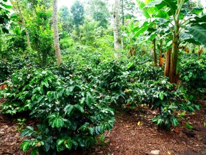colombie salento finca de café