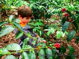 colombie salento finca de café