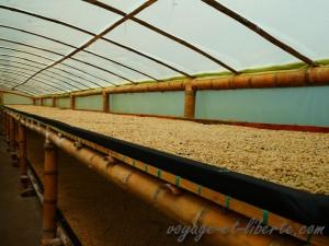 colombie salento finca de café